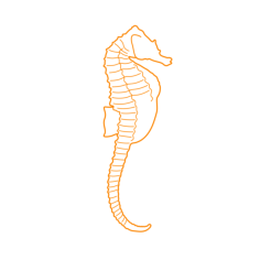 Animals Saltwater Fish Lined Seahorse Silhouette Cutting Svg Files, Free Vectors File
